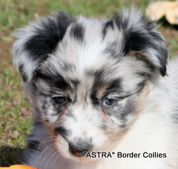 Blue merle FEMALE border collie puppy